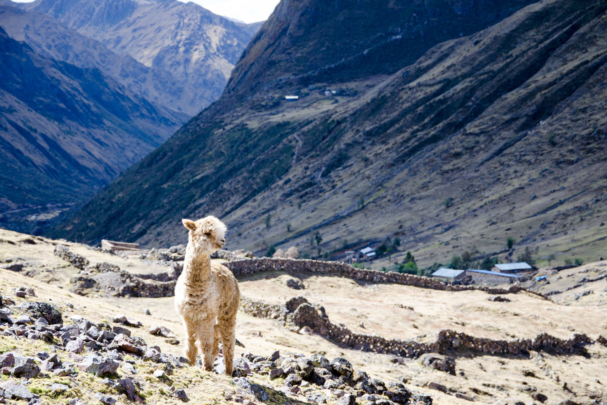lares (3).webp